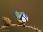 Cinciarella (Cyanistes caeruleus) Cinciarella (Cyanistes caeruleus)