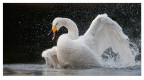 Cigno selvatico Cigno selvatico