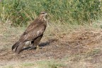 Poiana ( Buteo buteo ) Poiana ( Buteo buteo )