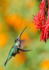 colibrì colibrì