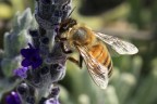 Ape su fiori di lavanda Ape su fiori di lavanda