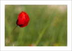 Red Red