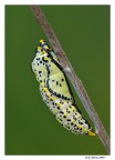 Crisalide di Aporia