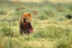 leone con pasto, serengeti leone con pasto, serengeti