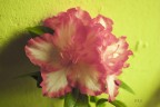 Azalea Azalea