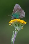 Callophrys rubi (usurata)