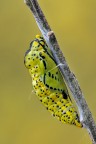 Aporia crataegi Aporia crataegi