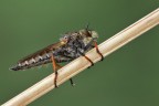 Machimus sp. Machimus sp.