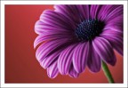 Margherita viola (Ecklonis Osteospermum) Margherita viola (Ecklonis Osteospermum)