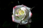 bocciolo di rosa