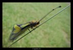 farfalla