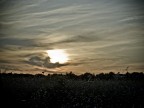 .....tramonto...fiorito! .....tramonto...fiorito!