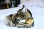 MICIA MICIA