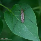 Tipula un un po' strana