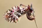 Zerinthia polixena Zerinthia polixena