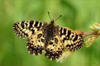 Zerynthia cassandra Zerynthia cassandra