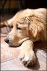 Zard (My Dog) Zard (My Dog)