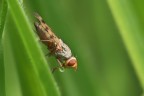 bollicina bollicina