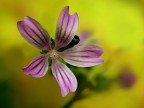 Malva Malva