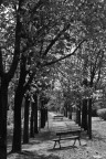 Viale in B/N Viale in B/N