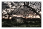 Tra gli olivi in campagna Tra gli olivi in campagna