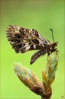 Ancora una Zerynthia Ancora una Zerynthia