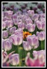 tulip tulip