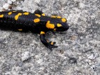 Salamandra Pezzata Salamandra Pezzata