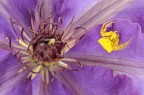 clematis viola con Thomisus Onustus..