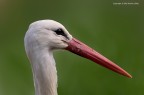 Cicogna europea (Ciconia ciconia) - ritratto