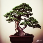 Bonsai II Bonsai II