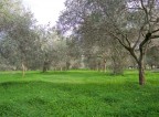 Primavera