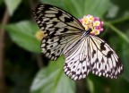 Idea Leuconoe Idea Leuconoe
