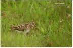 Beccaccino(Gallinago gallinago ) Beccaccino(Gallinago gallinago )