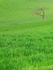 solitario solitario