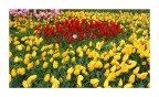 Tulipani Tulipani