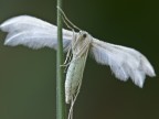farfalla (pteroforide emmelina monodactyla)II° farfalla (pteroforide emmelina monodactyla)II°