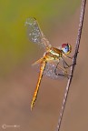 ..giovane maschio di Sympetrum fonscolombii