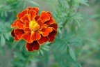 Fiore Fiore
