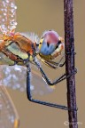 ..giovane maschio di Sympetrum fonscolombii primo piano