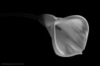La calla La calla