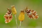 Boloria clossiana dia Boloria clossiana dia