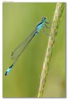 Damigella Damigella