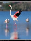 Camargue # 1 Camargue # 1
