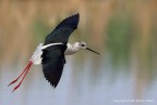Cavalierte d'Italia (Himantopus himantopus) Cavalierte d'Italia (Himantopus himantopus)