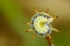 Cucullia (Shargacucullia) verbasci Cucullia (Shargacucullia) verbasci