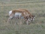 Deer al Bison Range Deer al Bison Range