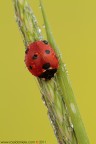 Coccinella septempunctata