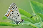 Lycaena phlaeas Lycaena phlaeas