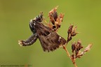 Carcharodus alceae Carcharodus alceae